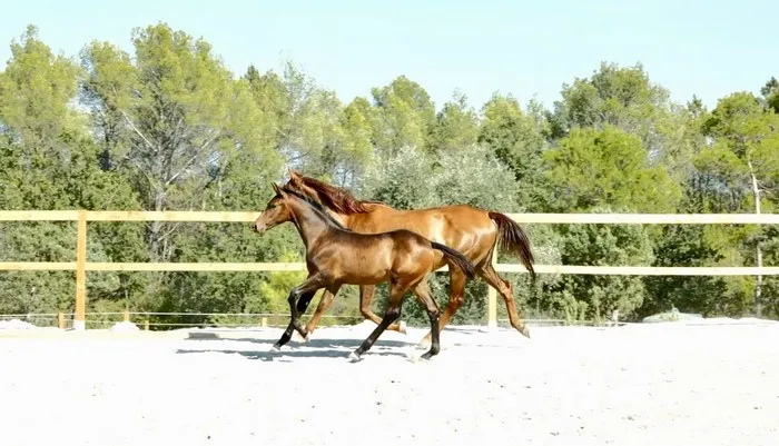 Pension Duo / Trio, Seillans, Les Ecuries de la Cinarca