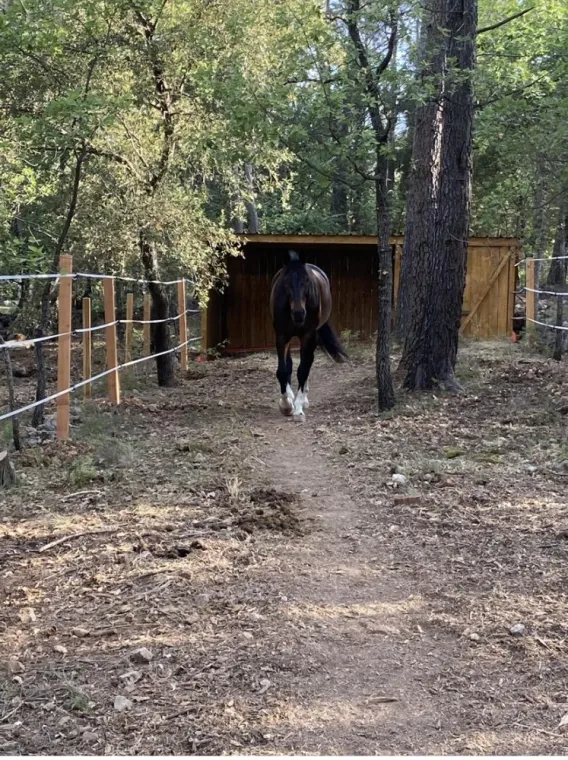 Ouverture de places en pension en parc individuel pour chevaux à Seillans , Seillans, Les Ecuries de la Cinarca