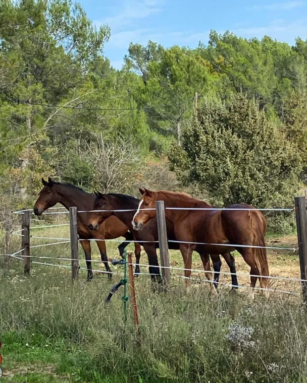 Pensions complètes pour chevaux vers Cannes, Seillans, Les Ecuries de la Cinarca