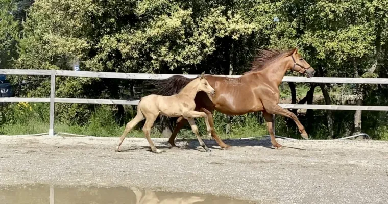 Qodama Z, poulain né aux écuries de la cinarca, élevage à Seillans