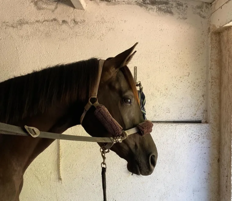 Stage d'éducation et rééducation au chargement de chevaux vers Draguignan, Seillans, Les Ecuries de la Cinarca