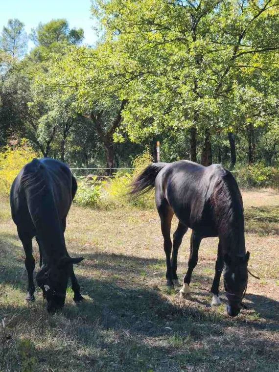Pensions boxe/paddock pour chevaux à proximité de Fayence : un cadre pensé pour le bien-être équin, Seillans, Les Ecuries de la Cinarca