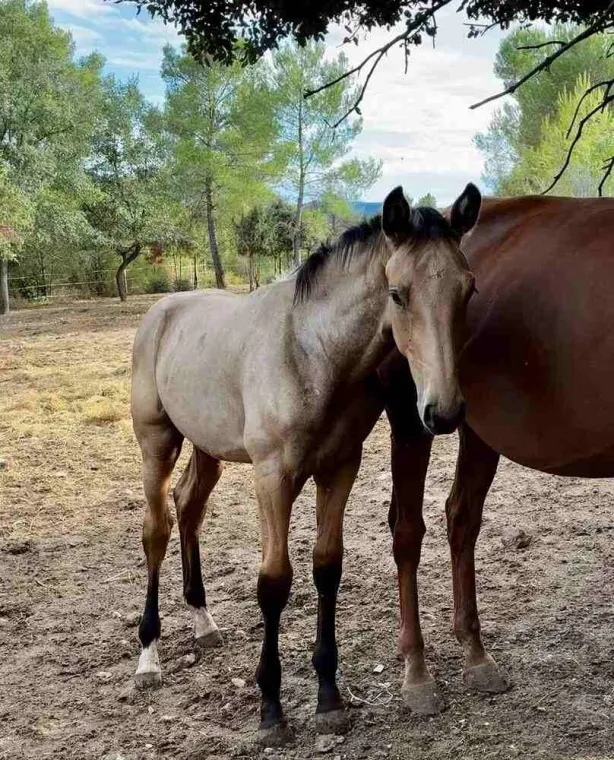 Vente d'un poulain d'une écurie à proximité de Fréjus, Seillans, Les Ecuries de la Cinarca