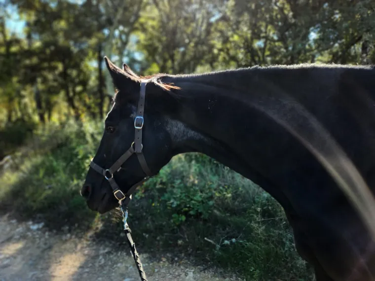 Place en troupeau pour mettre votre jument en pension à proximité de Fayence, Seillans, Les Ecuries de la Cinarca