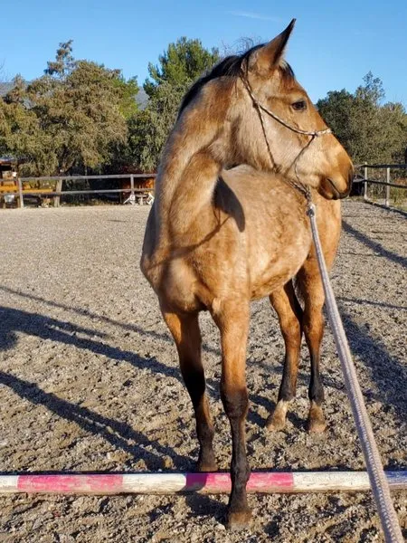 Pension pour la convalescence d'un cheval à proximité de Draguignan, Seillans, Les Ecuries de la Cinarca