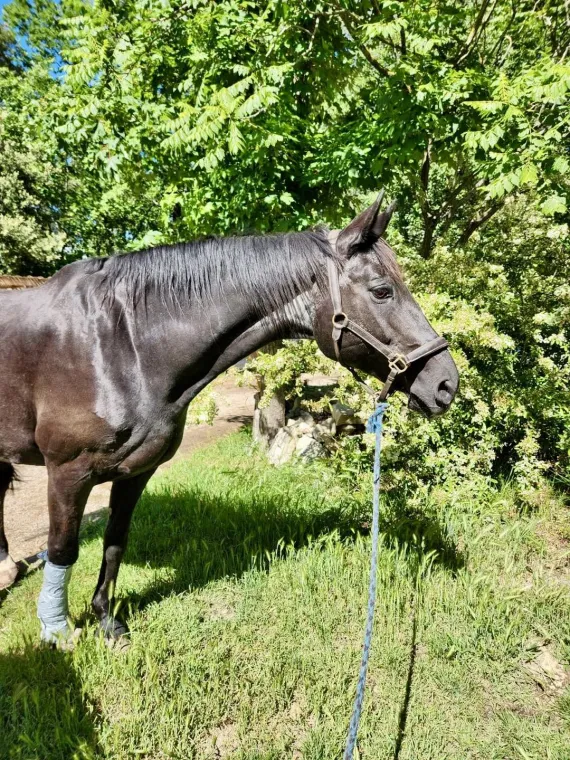 Accompagner le vieillissement de votre cheval senior à proximité de Cannes, Seillans, Les Ecuries de la Cinarca