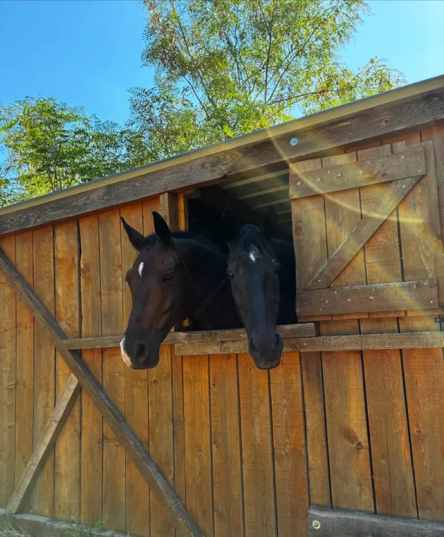 Cours de dressage pour chevaux à proximité de Fréjus, Seillans, Les Ecuries de la Cinarca