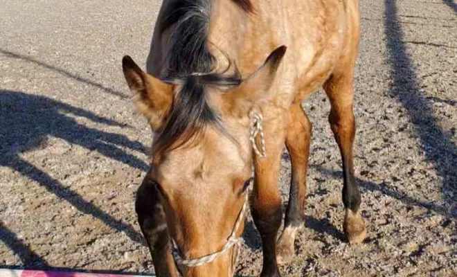 Pension pour la convalescence d'un cheval à proximité de Draguignan, Seillans, Les Ecuries de la Cinarca