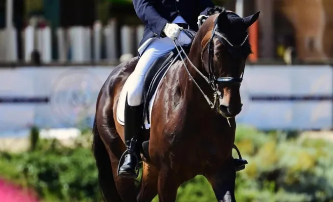 Sunny, hongre Oldenbourg de 12 ans, prêt amateur 1. Idéal amateur.