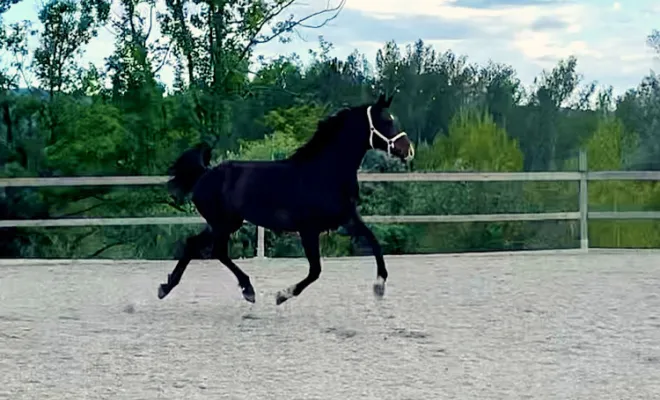 Felicia, poulinière Oldenbourg de 12 ans, par Foundation/Sandro hit. Bonne mère. Petit prix