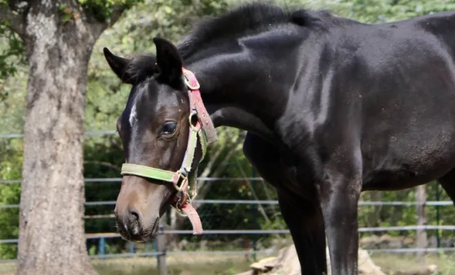 Tinker Bell, pouliche Oldenbourg 2023, Total McLaren/Foundation/Sandro Hit. Petit prix.