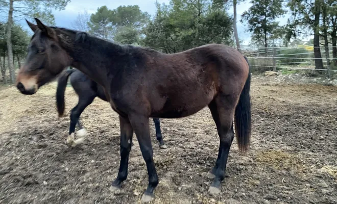 Fairy Tale (Furstenball/Don Juan de hus/Rubin royal)