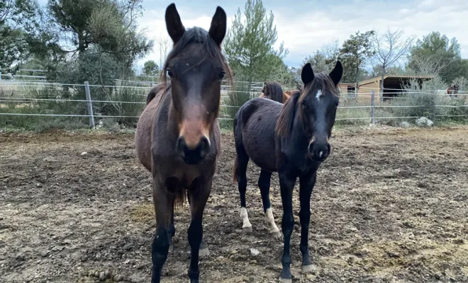 Fairy Tale (Furstenball/Don Juan de hus) et Tinker Bell (Total Mclaren/Foundation/sandro hit) pouliches 2023