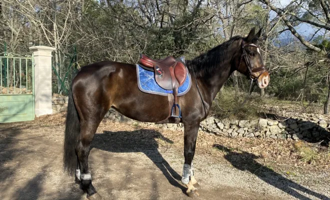 Félicia (Foundation/Sandro Hit) , jument oldenbourg 13 ans, prête amateur 2. Possibilité poulinière