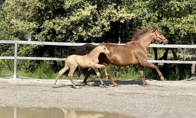 Qodama Z, mâle 2025 isabelle ( Quelle couleur/ Don Juan de hus/ Rubin royal.