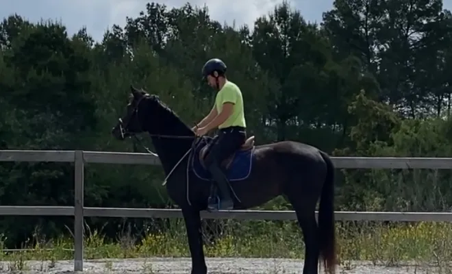 Galadriel (Glamourdale/ Don frederico) jument 3 ans, débourrage en cours.